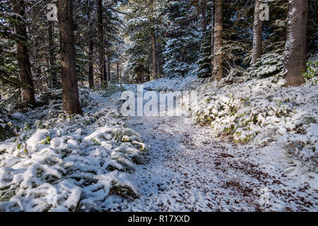 Schnee bedeckt die vegitation und Trail nach einem Schneesturm. Swiftcurrent Lake Nature Trail, Glacier National Park, Montana Stockfoto