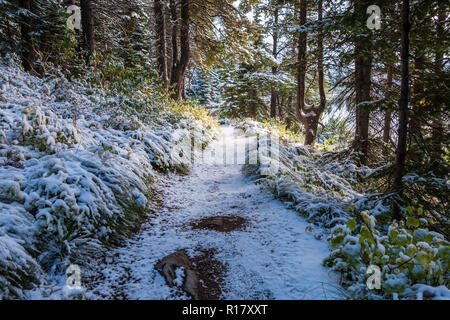 Schnee bedeckt die vegitation und Trail nach einem Schneesturm. Swiftcurrent Lake Nature Trail, Glacier National Park, Montana Stockfoto