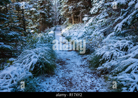 Schnee bedeckt die vegitation und Trail nach einem Schneesturm. Swiftcurrent Lake Nature Trail, Glacier National Park, Montana Stockfoto