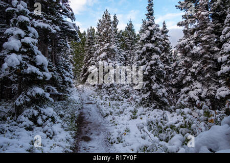 Schnee bedeckt die vegitation und Trail nach einem Schneesturm. Swiftcurrent Lake Nature Trail, Glacier National Park, Montana Stockfoto