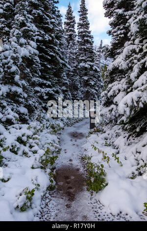 Schnee bedeckt die vegitation und Trail nach einem Schneesturm. Swiftcurrent Lake Nature Trail, Glacier National Park, Montana Stockfoto