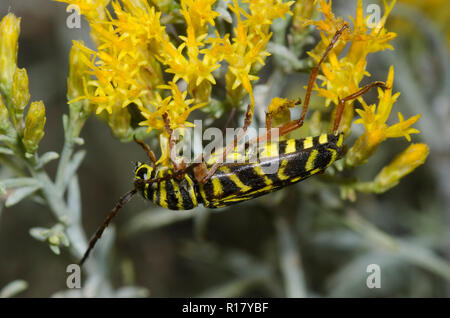 Heuschrecken Borer, Megacyllene robiniae, auf Gummi, rabbitbrush Chrysothamnus nauseosus Stockfoto