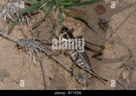 Stevensons Shieldback, Pediodectes stevensonii, Weiblich Stockfoto