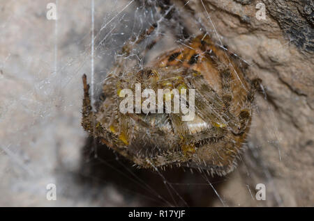 Orb Web Spider, Araneus illaudatus, Gravid weibliche bis auf dem Rückzug Stockfoto