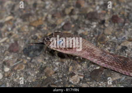 Western Coachwhip, Coluber flagellum, in Pre-Mauser Zustand streichen Zunge Stockfoto