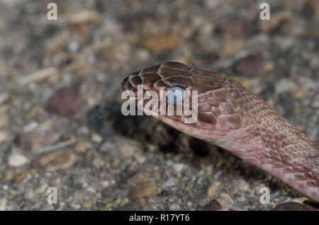 Western Coachwhip, Coluber flagellum, in Pre-Mauser Zustand Stockfoto