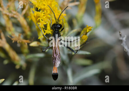 Thread-taillierte Wasp, Ammophila sp., auf Gummi, rabbitbrush Chrysothamnus nauseosus Stockfoto