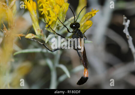 Thread-taillierte Wasp, Ammophila sp., auf Gummi, rabbitbrush Chrysothamnus nauseosus Stockfoto