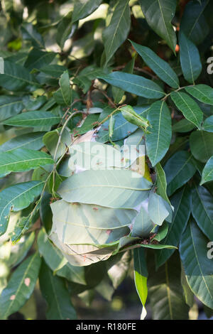 Die roten Ameisen wandern in und aus dem Nest auf dem Mango verlässt. Stockfoto