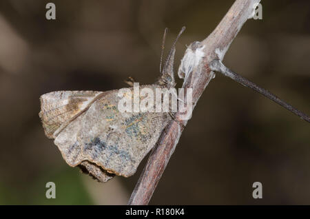 Amerikanische Schnauzen, Libytheana carinenta, umwerben Stockfoto