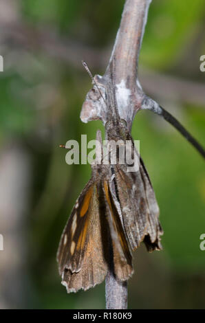 Amerikanische Schnauzen, Libytheana carinenta, umwerben Stockfoto