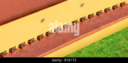 Viele Honigbienen stehen am Eingang zum Bienenhaus. Bienenvolk bereit für Fliegen, auf Befehl wartet. Stockfoto