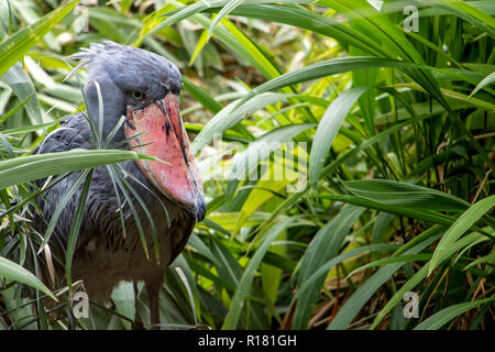 Schuhschnabel (Balaeniceps Rex), auch bekannt als Whalehead, im grünen Gras stehen. Stockfoto