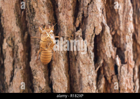 Sumpf der Zikade Insekt mausern auf Pine Tree Thung salaeng Luang Nationalpark. Phetchabun und Provinz Phitsanulok. Im Norden von Thailand. Makro ein Stockfoto