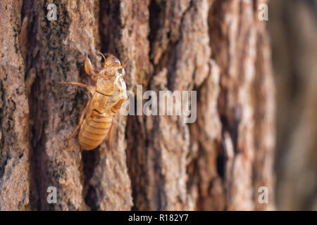 Sumpf der Zikade Insekt mausern auf Pine Tree Thung salaeng Luang Nationalpark. Phetchabun und Provinz Phitsanulok. Im Norden von Thailand. Makro ein Stockfoto