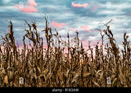 Herbst maisstengeln sind von einem bunten Sonnenuntergang Himmel in Amerikas Mittelwesten gekrönt. Stockfoto