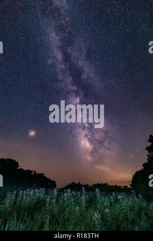 Wildblumen blühen unter der A Midsummer Night Sky, geschmückt mit der Milchstraße und mit der Planet Mars unterbrochen, in's Indiana Brown County State Park. Stockfoto