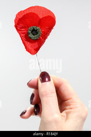 Ein Royal British Legion Mitarbeiter hält eine Mohnblume, die geglaubt werden, um Zeit vor dem Zweiten Weltkrieg, nach einem Feld der Mohnblumen wurden in einem alten Koffer in Cardiff eine Woche vor dem Waffenstillstand Tag gefunden. Stockfoto