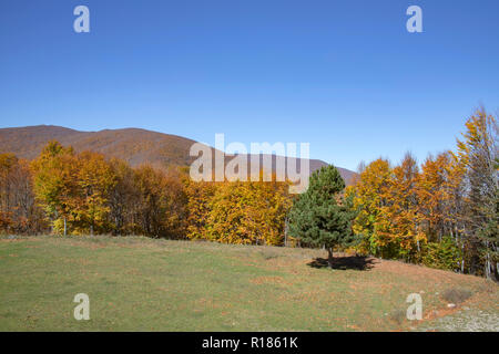 Bäume mit goldenen, gelbe und braune Blätter im Herbst auf einem Hintergrund von Hügeln. Im Vordergrund der Waldwiese mit grünem Gras und einem grünen Nadelwald Baum. Stockfoto