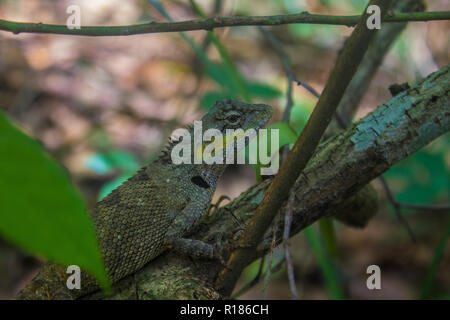 Grüne Eidechse zwischen Bäumen in der vietnamesischen Regenwald Stockfoto