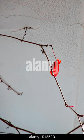 Ein einsamer roter Efeu Blatt auf einem Zweig in der Hintergrundbeleuchtung gegen eine weiße Wand. Griechenland Stockfoto