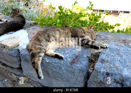 Faule Katze schlafen in den Cinque Terre Stockfoto