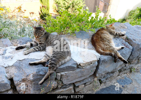 Faule Katze schlafen in den Cinque Terre Stockfoto