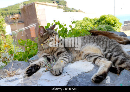 Faule Katze schlafen in den Cinque Terre Stockfoto