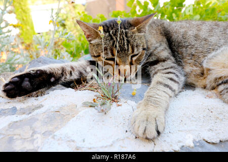 Faule Katze schlafen in den Cinque Terre Stockfoto