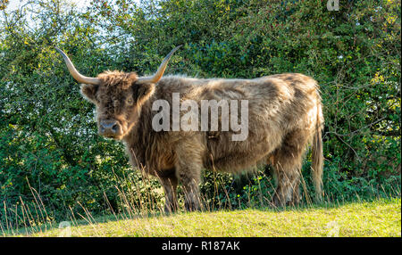 Highland lange Horn auf Minchinhampton Gemeinsame, Stroud, England Stockfoto