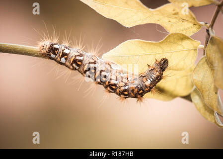 Horizontale Foto, schöne große Caterpillar. Fehler Feeds auf Herbst Pflanze mit bereits farbige Blätter. Insekt hat mehrere Farben auf Körper wie Schwarz, Weiß ein Stockfoto