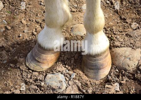 Zu lange Hufe zu einem Islandpferd. Steinigen Boden. Stockfoto