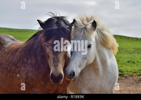 Zwei Islandpferde legen ihre Köpfe in Freundschaft zusammen. Eine ist weiß und die anderen dappled Braun. Stockfoto