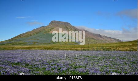 Spakonufell, eine bemerkenswerte Berg in der Nähe der kleinen Stadt Skagaströnd in Island. In der Front ist ein Feld von lupinen. Halbinsel Skagi. Stockfoto