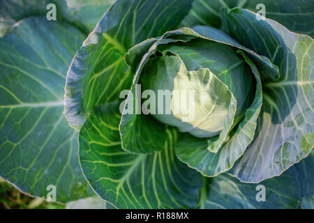 Kopfkohl schließen bis auf weißem Hintergrund. Stockfoto