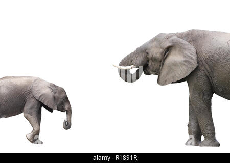 Afrikanischer Elefant, isoliert auf weißem Hintergrund Stockfoto