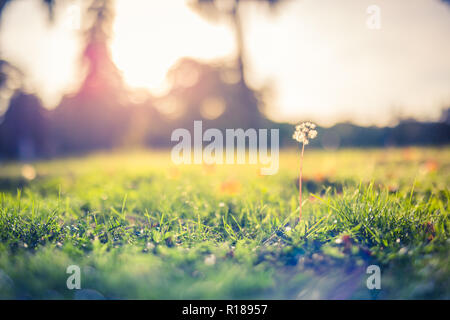 Schönes Foto von "wilde Blume" im Sonnenuntergang mit unscharfen bokeh Hintergrund. Closeup Löwenzahn Wiese unscharf wald landschaft Stockfoto