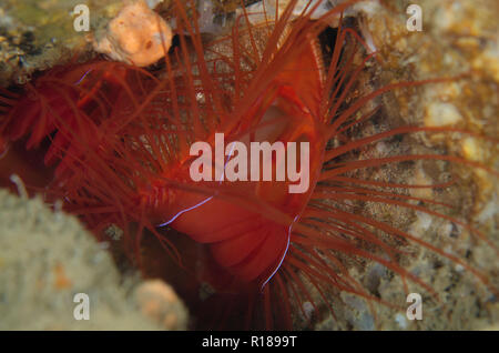 Elektrische Ctenoides Fileclam, Ales, Makawide Wall Tauchplatz, der Lembeh Straße, Sulawesi, Indonesien Stockfoto