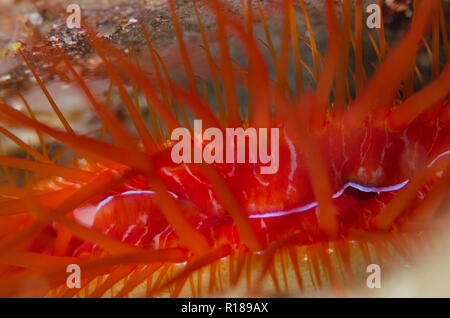 Elektrische Ctenoides Fileclam, Ales, in der Felsspalte, Nudi Retreat Tauchplatz, der Lembeh Straße, Sulawesi, Indonesien Stockfoto