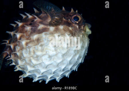Aufgeblähter Orbicular Burrfish, Cyclichthys orbicularis, TK1 Tauchplatz, Lembeh Straits, Sulawesi, Indonesien Stockfoto