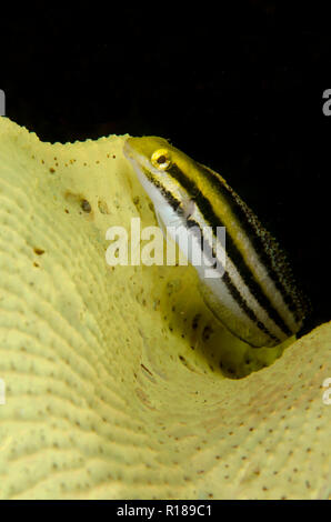 Shorthead Fangblenny, Petroscirtes breviceps, auf Elephant-ear Schwamm, Ianthella Basta, Aer Perang Tauchplatz, der Lembeh Straße, Sulawesi, Indonesien Stockfoto