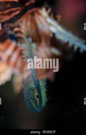 Gewöhnlicher Lionfisch, Pterois volitans, Augenmarkierung auf Cirri, TK3 Tauchplatz, Lembeh Straits, Sulawesi, Indonesien Stockfoto