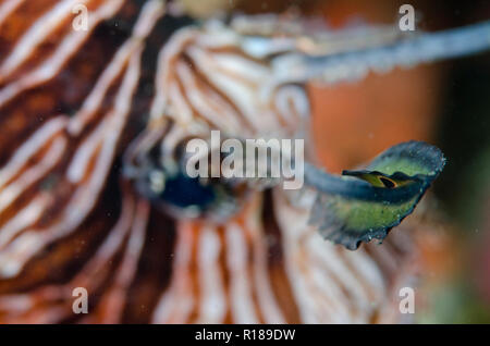 Gewöhnlicher Lionfisch, Pterois volitans, Augenmarkierung auf Cirri, TK3 Tauchplatz, Lembeh Straits, Sulawesi, Indonesien Stockfoto