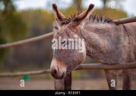 Schönen und Freundlichen braunen Esel draußen im Hof Stockfoto