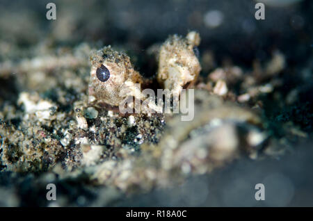 Spiny Devilfish, Inimicus didactylus, in schwarz Sand begraben, TK 1 Tauchplatz, der Lembeh Straße, Sulawesi, Indonesien Stockfoto