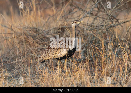 Afrikanische männlich Black-Bellied Bustard wandern in langen Gras Abdeckung Stockfoto