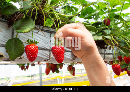 Frische Erdbeeren, die in Gewächshäusern angebaut werden Stockfoto