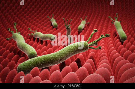 Helicobacter pylori auf der Oberfläche des Magen 3D-Render auf Weiß Stockfoto