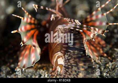 Dendrochirus zebra Lionfish, Zebra, TK 1 Tauchplatz, der Lembeh Straße, Sulawesi, Indonesien Stockfoto