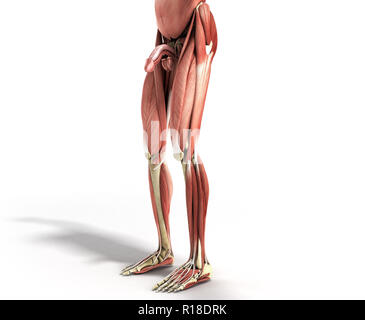 Menschlichen Muskel Anatomie 3D-Render auf Weiß Stockfoto